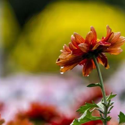 雪清玉瘦 金流霞飞