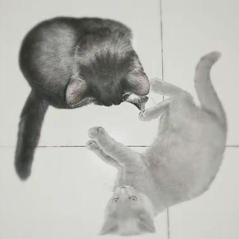 我和我的猫