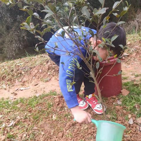 共植一棵树，与你共成长——记何家坳枫溪学校2105班植树节掠影