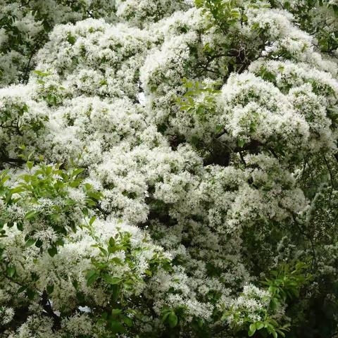 流苏花开