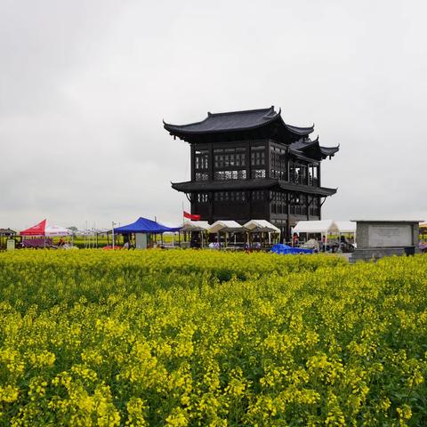 兴化千垛油菜花