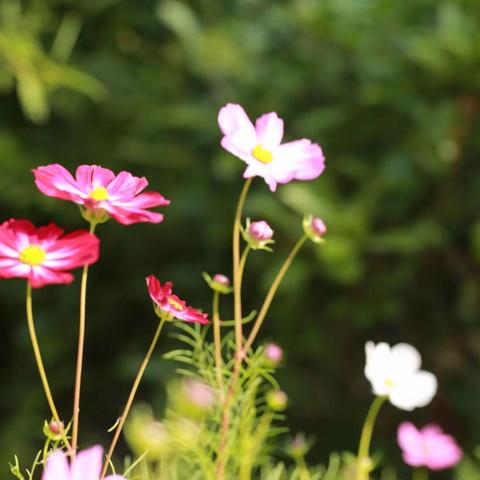 格桑花开情意浓 姹紫嫣红待君赏