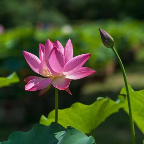 花开半夏，又到莲灿时！