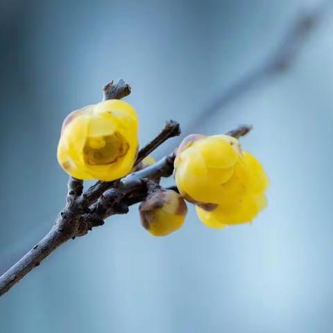 腊梅花开，寻香赏花。