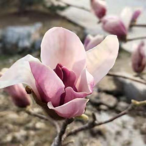 春
