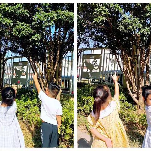 探寻桂花的秘密