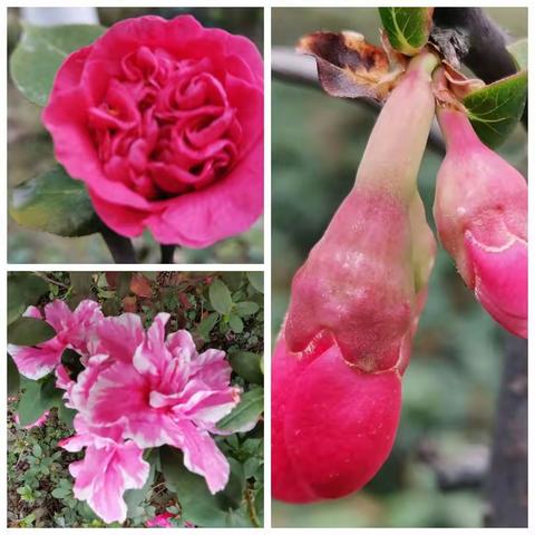 观花解烦 助君抗疫