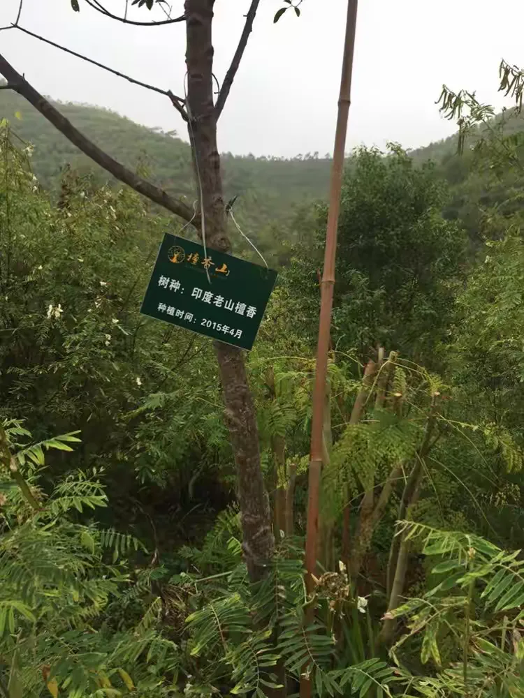 这一连串的成绩都是由香港檀香山控股有限公司及旗下子公司清远