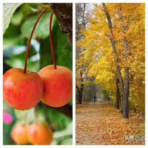 线上云学堂，教学绽芬芳———平顶山市第五十五中学数学组网课纪实