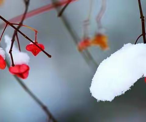 主题教育活动二十四节气之小雪