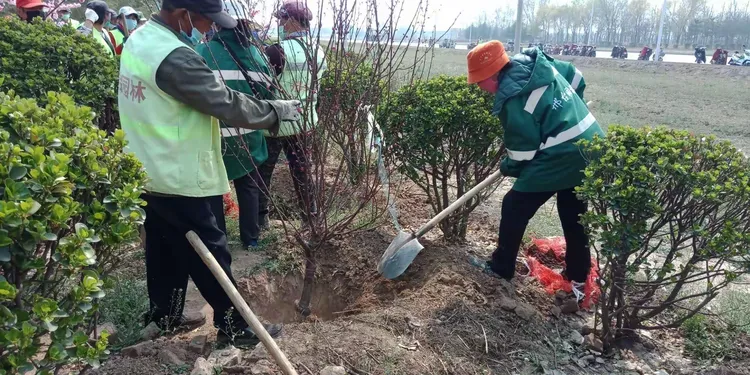河北油松树苗批发市场价格