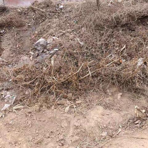 高车贾村假期不停歇，动用铲车整治荒坑