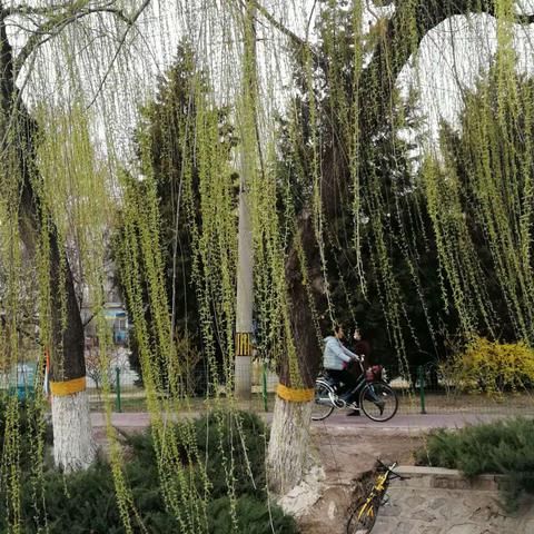 北京的春天来了