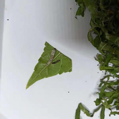 我和我的蚕宝宝朋友