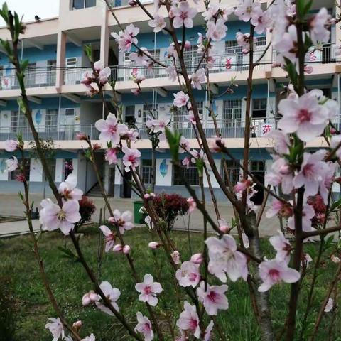 城西初中交流一年有感