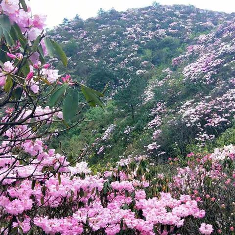 “翡翠鸟”碧水青山景区环保计划――井冈山市青年志愿者走进江西坳