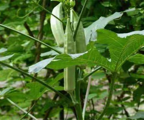 夏日消暑凉菜――秋葵