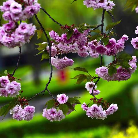 那时樱花