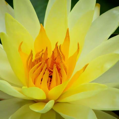 黄莲花