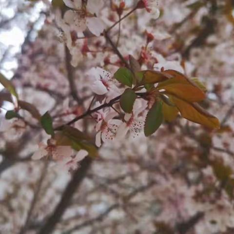 游果园  赏果花  晒靓照  赢大礼                      长安银行洛川县支行苹果花摄影大赛开始啦！