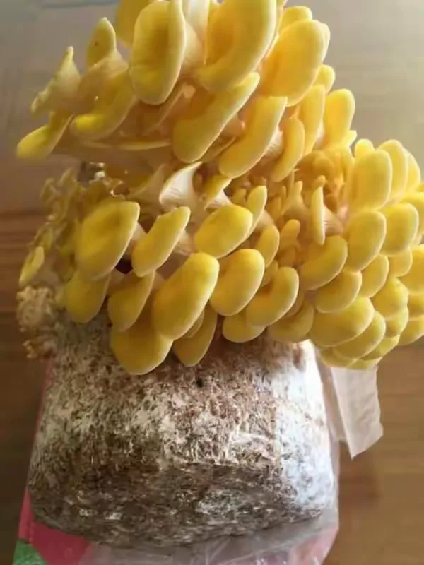 我的榆黄菇的种植过程
