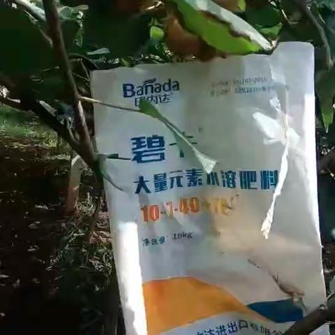 猕猴桃科学施肥，你知道吗？