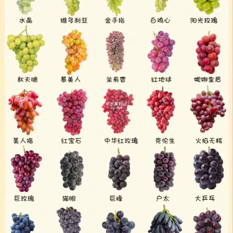 葡萄要想多挣钱，碧卡肥料少不了