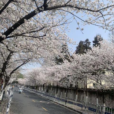 又到樱花盛开时