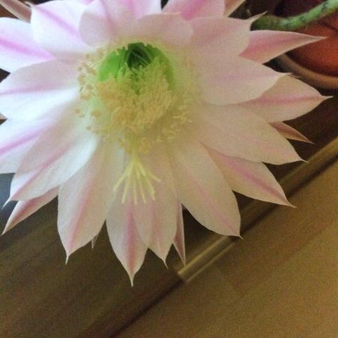 仙人球开花了
