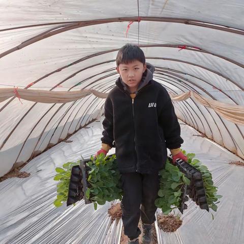 大家好！我是三原县池阳小学四年级四班的宋培奇，我正在参加“微实践，做中学”——微劳动。