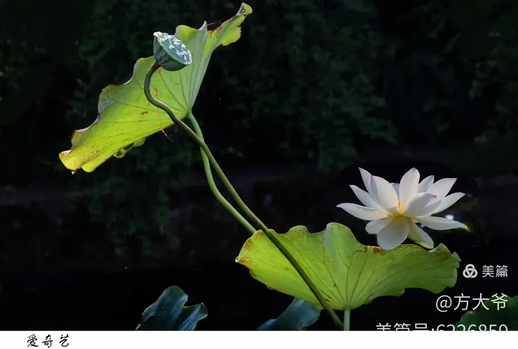 夏桑榆全文免费阅读(夏桑小说)