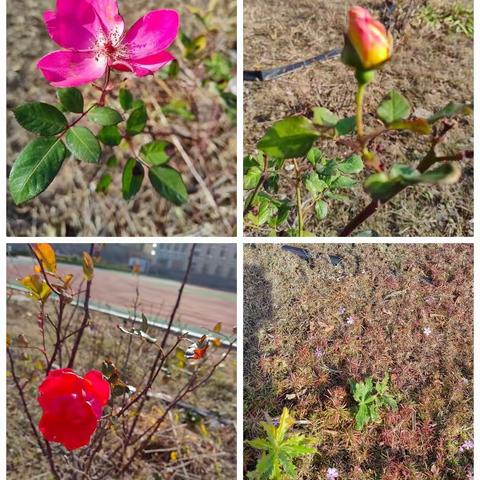 家校共育 静待花开——五年级级部家庭教育讲座