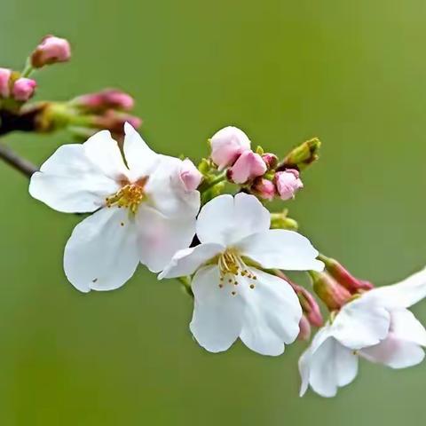 樱花开，祖孙乐，排成队，赏花去