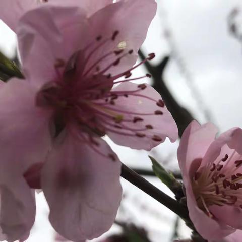 油菜花开正当时