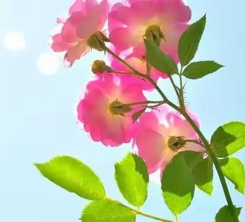 倾心育桃李 锦旗谢师恩