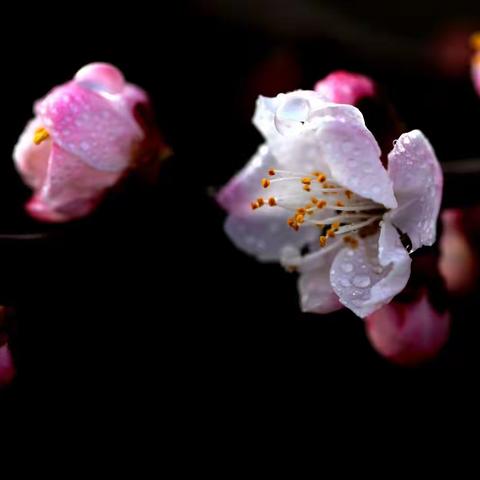 春色三分   桃花其一
