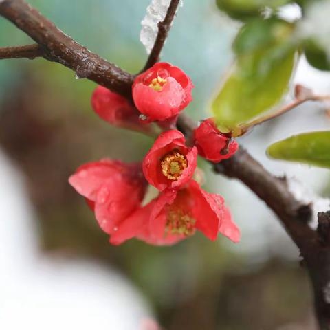 春雪中的海棠花