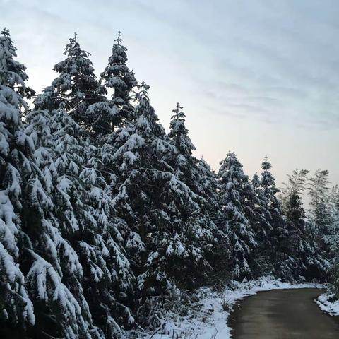 白洋林的雪……拾遗