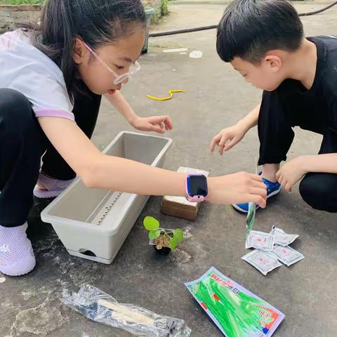 我的奶油小白菜