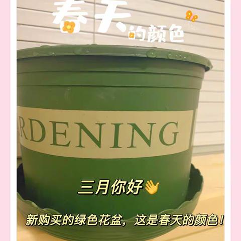 春天的颜色----凤仙花观察日记403班陈璟琬