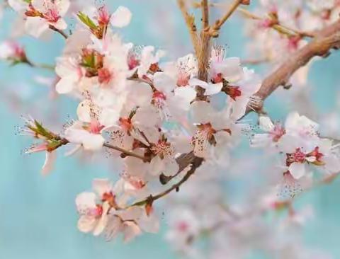 你看，花都开好了