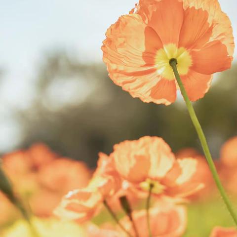 你看，花开成海