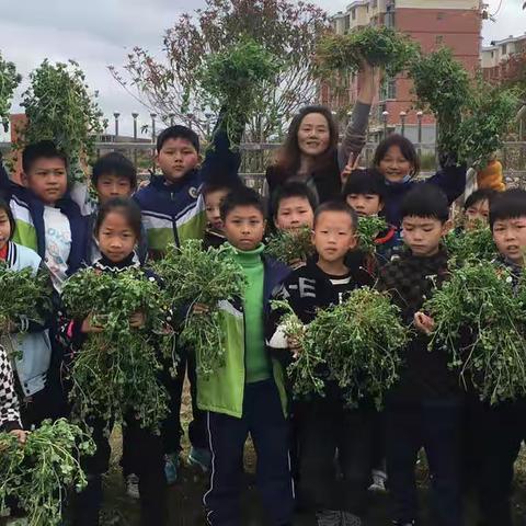 亲身实践 快乐体验 劳动最光荣——市山镇中心小学留守儿童校园除杂草劳动教育活动