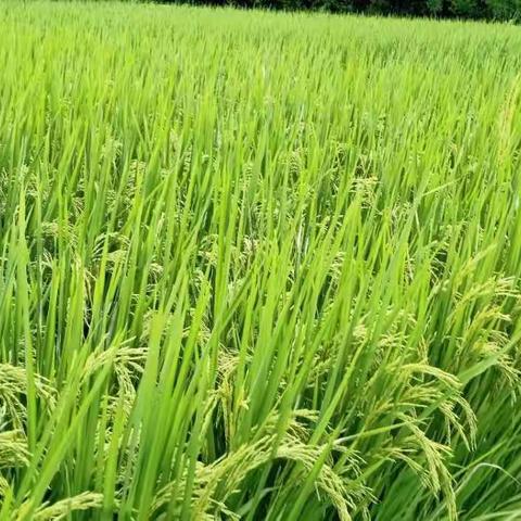 收获的季节，最美的风景，优质冬米上市