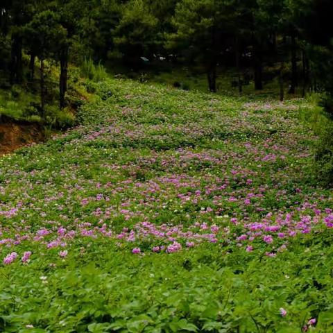 马厂洋芋花节