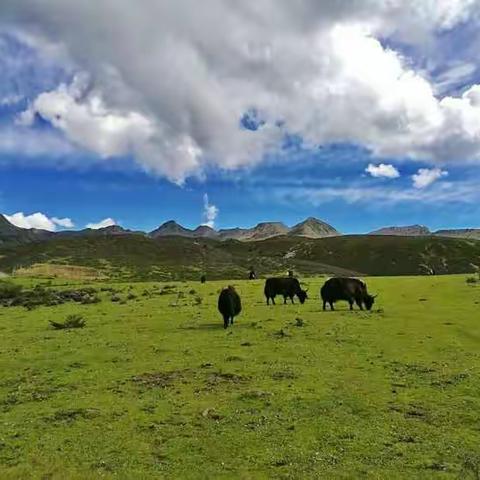 香格里拉红山矿区，彰显云南的气候、季节变化的特征