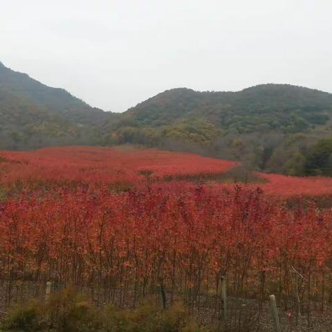 桑池山的枫叶红了