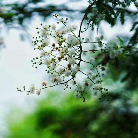 三亚·花的姿态