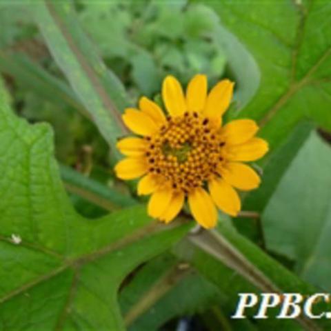 红薯、菊薯及其它