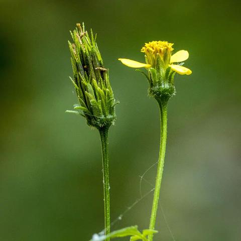 9月10日百望山植物实习记录